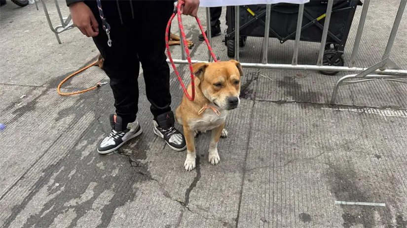 imagen recuadro Perrito de Mundo Patitas en CDMX. Foto: Iván Macías