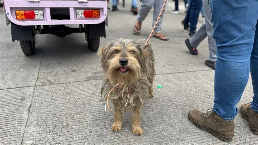 imagen recuadro Perrito de Mundo Patitas en CDMX. Foto: Iván Macías