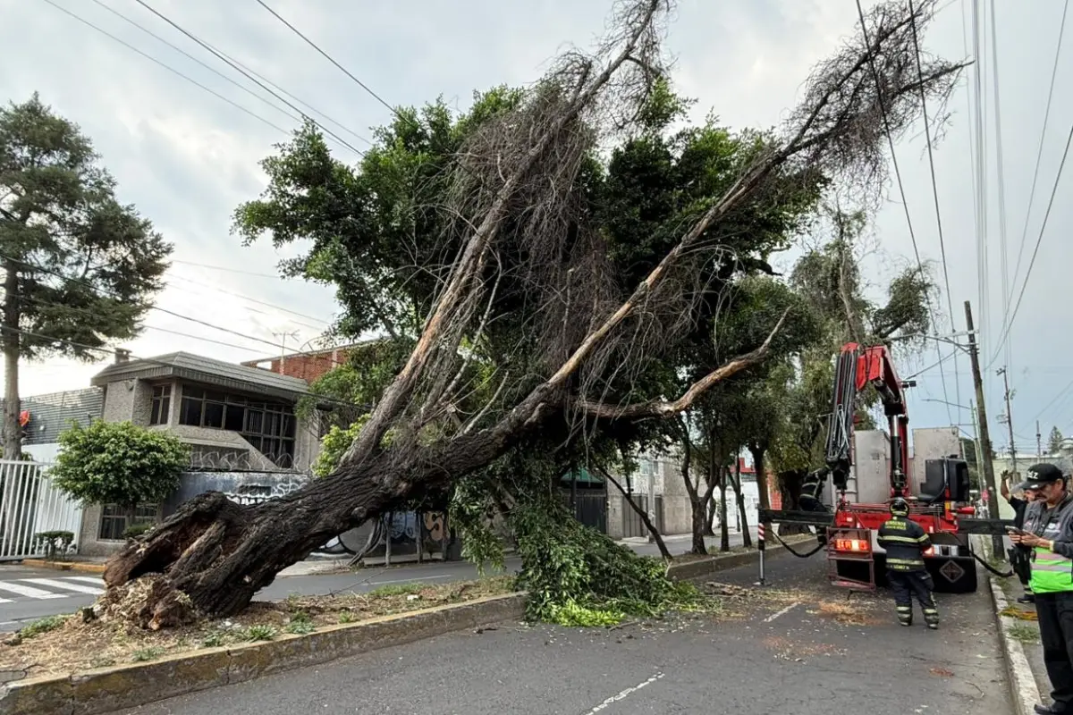 Bomberos de la CDMX realizaron el seccionamiento del árbol. Foto: Luis Antonio Alfaro