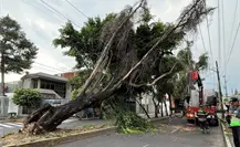 Árbol cae en Iztacalco y moviliza a servicios de emergencia en la colonia Militar Norte Árbol cae en Iztacalco y moviliza a servicios de emergencia en la colonia Militar Norte