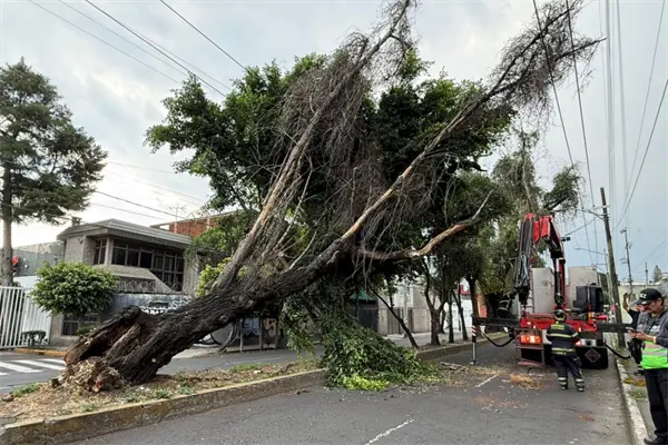 Árbol cae en Iztacalco y moviliza a servicios de emergencia en la colonia Militar Norte Árbol cae en Iztacalco y moviliza a servicios de emergencia en la colonia Militar Norte