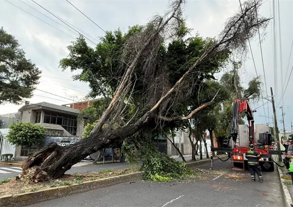 &Aacute;rbol cae en Iztacalco y moviliza a servicios de emergencia en la colonia Militar Norte