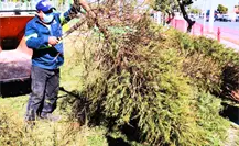 ¿Cómo desechar correctamente los árboles naturales de Navidad en Nuevo León?