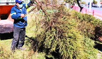 ¿Cómo desechar correctamente los árboles naturales de Navidad en Nuevo León?