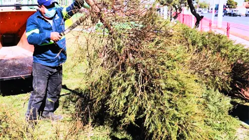 &iquest;C&oacute;mo desechar correctamente los &aacute;rboles naturales de Navidad en Nuevo Le&oacute;n?