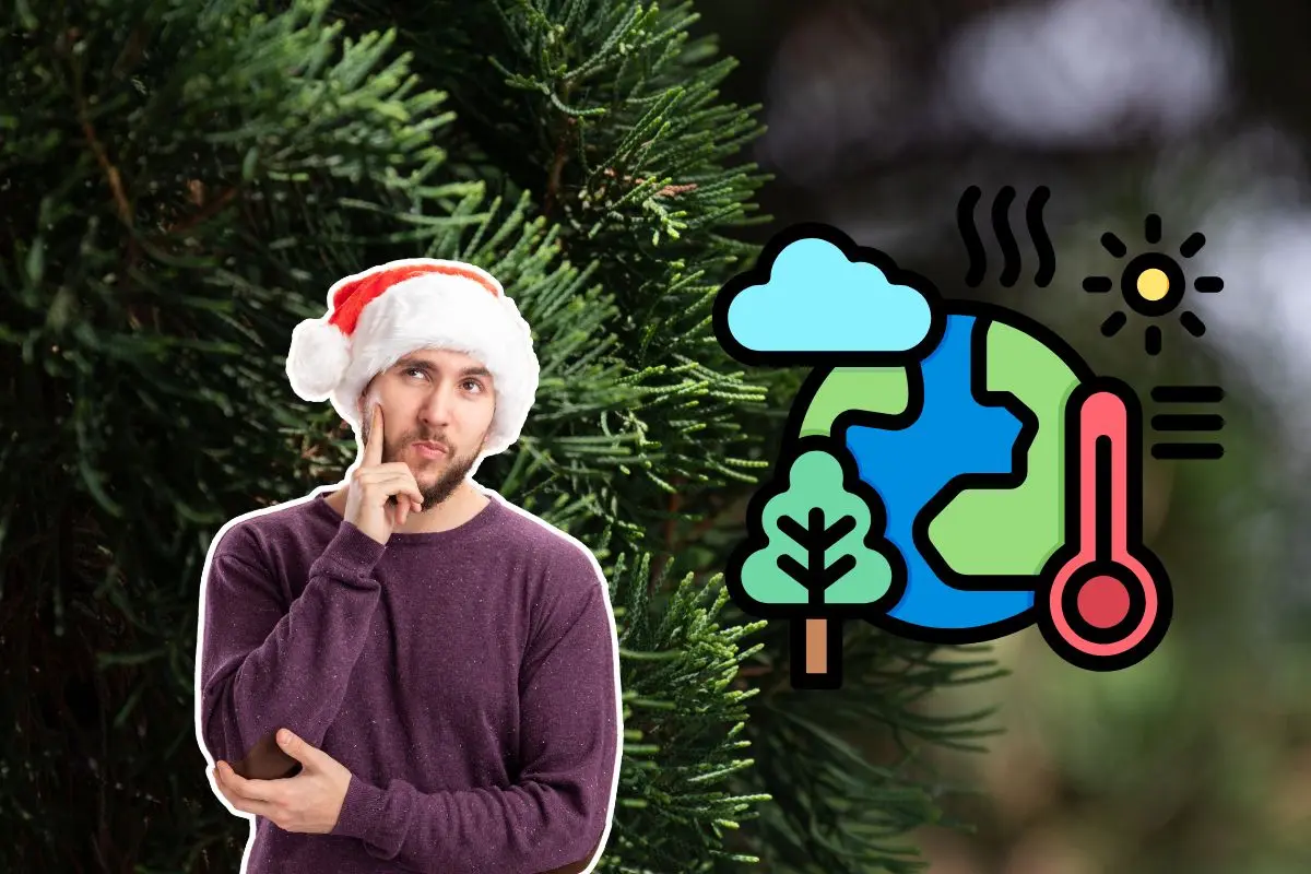 Descubre cuál es el pino ideal para tu casa según el clima de Nuevo León. Foto: CANVA