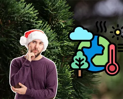 Feria del Pino 2025 en Nuevo León: ¿cuál es el mejor tipo de pino natural para el clima decembrino?