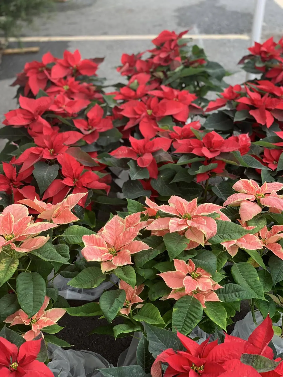 imagen recuadro Las plantas de Nochebuena también se pueden conseguir a buen precio en la Feria del Pino 2025 en Nuevo León. Foto: Facebook Feria del Pino Citadel San Nicolás