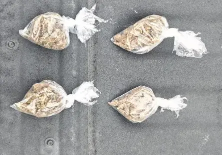 imagen recuadro Durante la revisión, los policías encontraron entre su vestimenta cuatro bolsas de plástico que contenían hierba verde similar a la marihuana. Foto: Policía de Monterrey.
