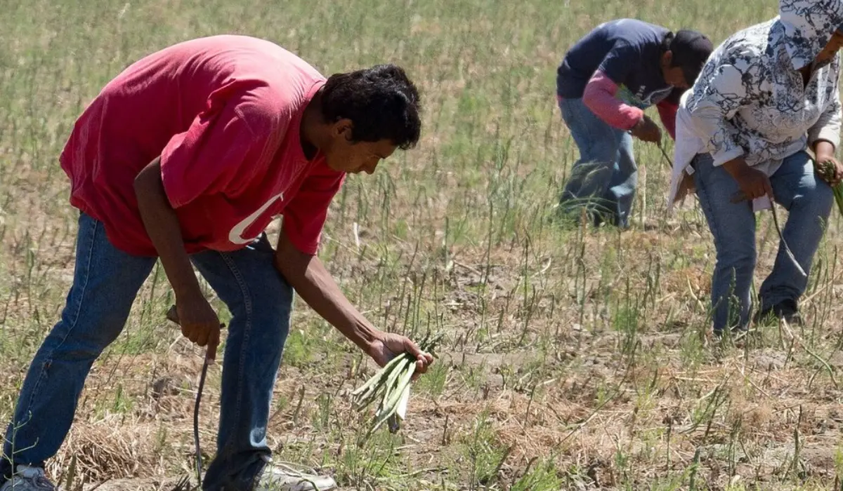 Trabajadores agrícolas de Chiapas. Foto: Centro de Información sobre Empresas y Derechos Humanos