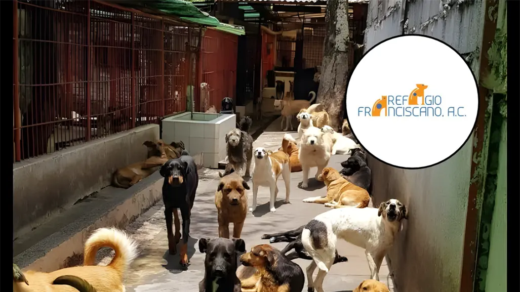 Refugio Franciscano rechaza señalamientos de maltrato animal y pide apoyo para regresar a cuidarlos