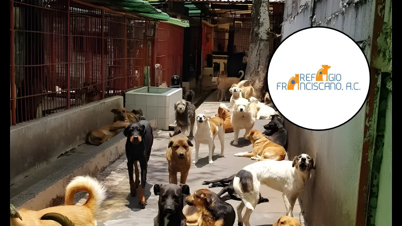 Los capitalinos se encuentran preocupados por los animales. Foto: FB Refugio Franciscano AC