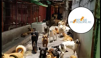 Refugio Franciscano rechaza señalamientos de maltrato animal y pide apoyo para regresar a cuidarlos