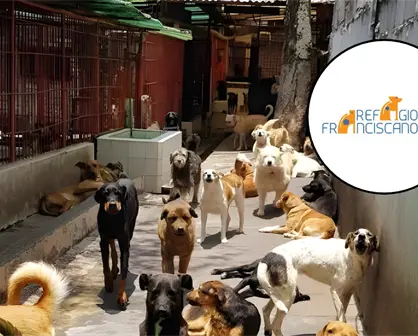 Refugio Franciscano rechaza señalamientos de maltrato animal y pide apoyo para regresar a cuidarlos