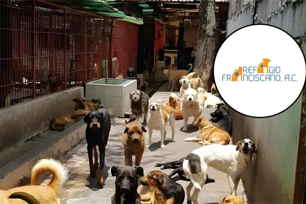 Refugio Franciscano rechaza señalamientos de maltrato animal y pide apoyo para regresar a cuidarlos Refugio Franciscano rechaza señalamientos de maltrato animal y pide apoyo para regresar a cuidarlos
