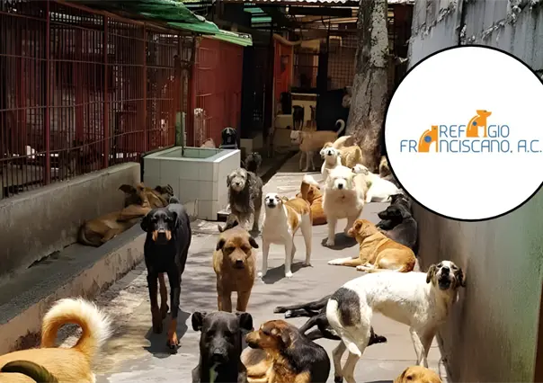 Refugio Franciscano rechaza se&ntilde;alamientos de maltrato animal y pide apoyo para regresar a cuidarlos
