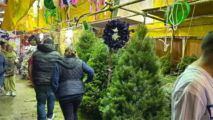 imagen recuadro árboles de Navidad en Romería Río Blanco al norte de CDMX. Foto: Paola Atizi Paz