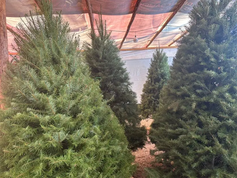 Desechar adecuadamente los árboles navideños en Nuevo León es fundamental para cuidar el medio ambiente de nuestra región. Foto: Vianney Carrera