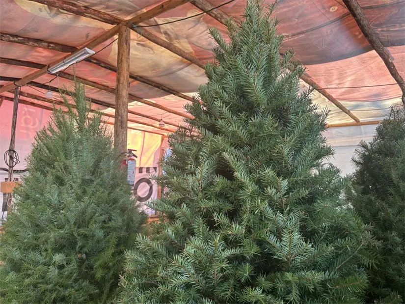 La preservación del entorno en Nuevo León comienza con la correcta disposición de los árboles naturales de Navidad usados. Foto: Vianney Carrera