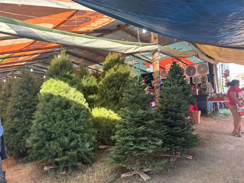 El manejo adecuado de los pinos de Navidad en Nuevo León es esencial para minimizar el impacto ambiental tras las festividades. Foto: Vianney Carrera