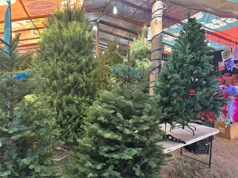 Desechar los árboles de Navidad de forma correcta en Nuevo León es clave para promover prácticas ecológicas y responsables. Foto: Vianney Carrera