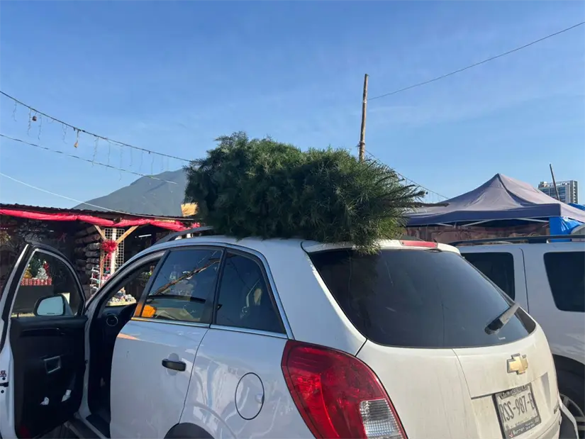 La correcta disposición de los árboles de Navidad en Nuevo León contribuye a la salud del medio ambiente y la sostenibilidad. Foto: Vianney Carrera