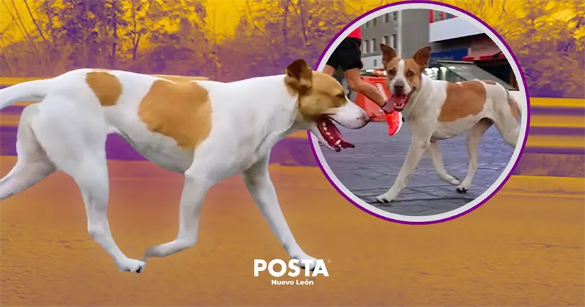 imagen recuadro Perrita