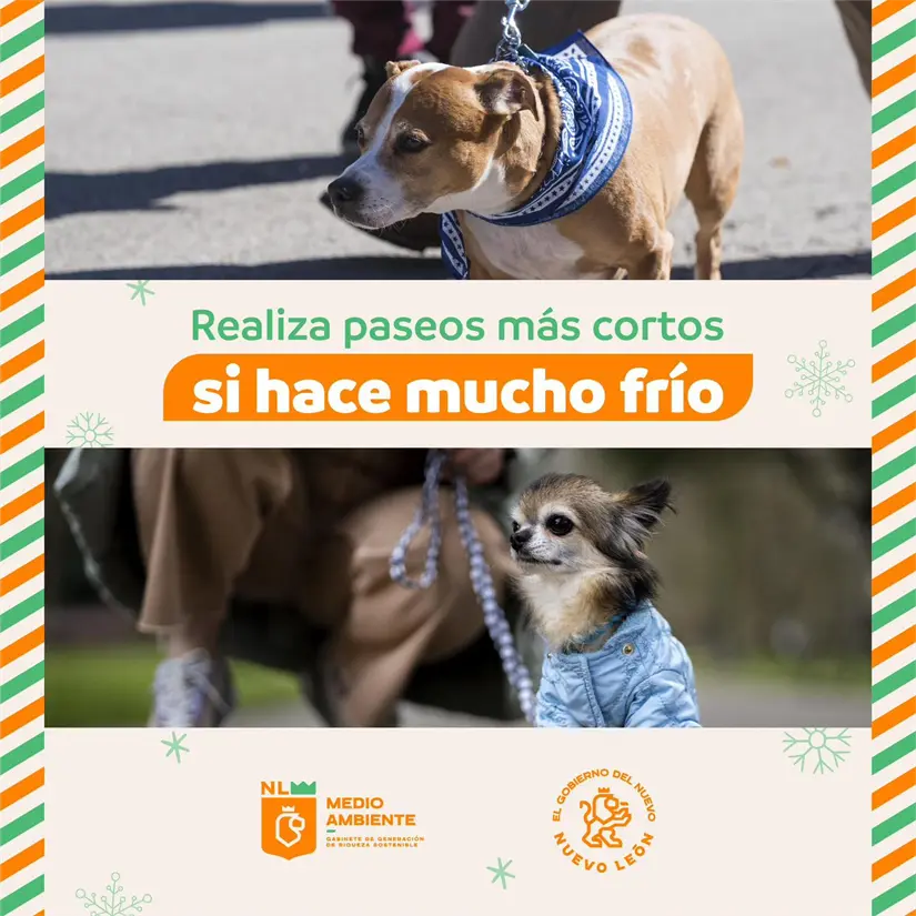 imagen recuadro Protege a tus perros y gatos del frío inesperado en Nuevo León con un espacio cálido dentro de casa Foto: El Gobierno de Nuevo León