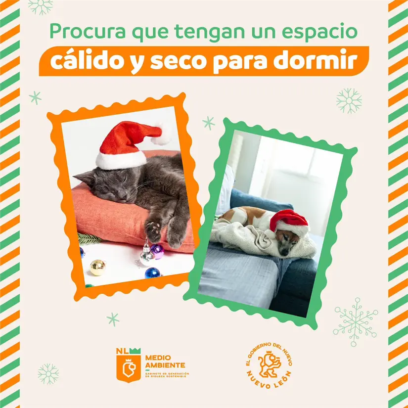 imagen recuadro Prepara una cama acogedora con mantas para tus mascotas cuando bajan las temperaturas Foto: El Gobierno de Nuevo León