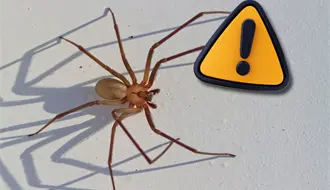 Coahuila en alerta por aumento de ataques de araña violinista durante 2025