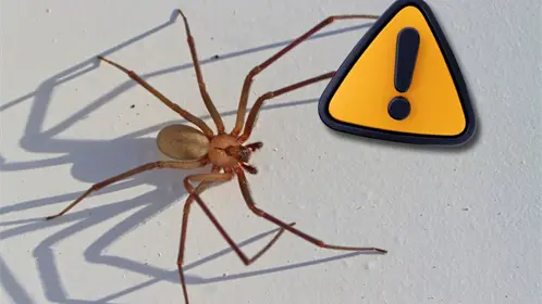 Coahuila en alerta por aumento de ataques de araña violinista durante 2025 Coahuila en alerta por aumento de ataques de araña violinista durante 2025