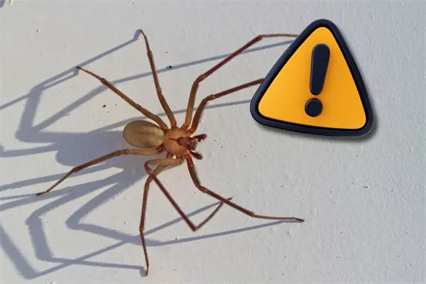 Coahuila en alerta por aumento de ataques de ara&ntilde;a violinista durante 2025