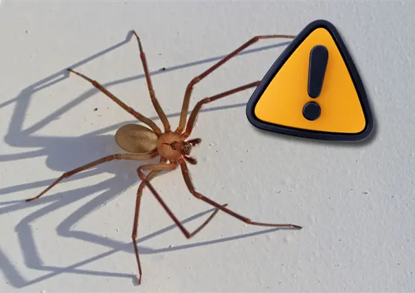 Coahuila en alerta por aumento de ataques de ara&ntilde;a violinista durante 2025