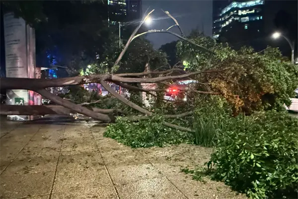 Rama cae en Paseo de la Reforma y provoca movilización de servicios de emergencia Rama cae en Paseo de la Reforma y provoca movilización de servicios de emergencia