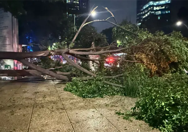Rama cae en Paseo de la Reforma y provoca movilizaci&oacute;n de servicios de emergencia