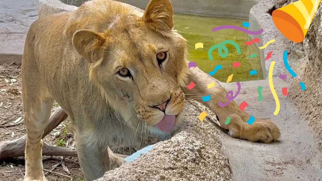 Carlitos, el león del Zoológico, celebra su segundo cumpleaños: así puedes conseguir entradas gratis