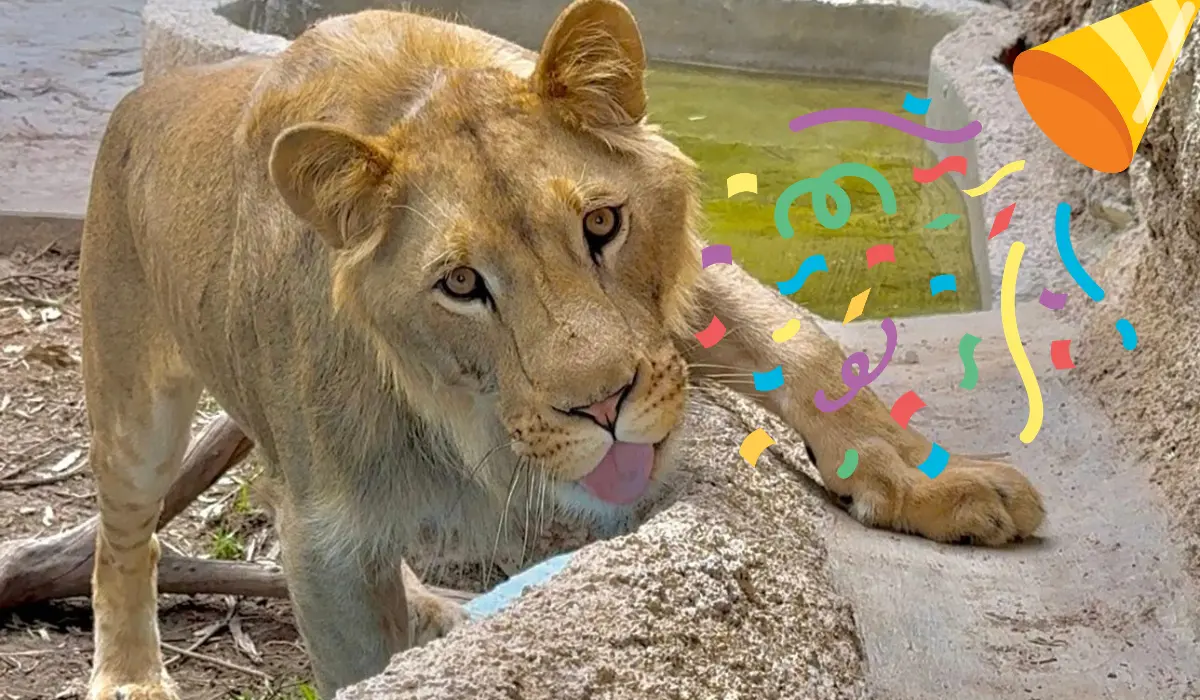 Invitan a celebrar el cumpleaños de Carlitos el león del Zoológico Sahuatoba. Foto: Especial.