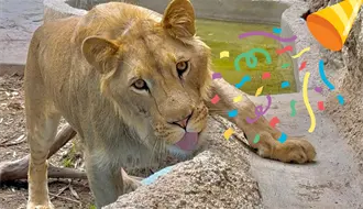 Carlitos, el león del Zoológico, celebra su segundo cumpleaños: así puedes conseguir entradas gratis