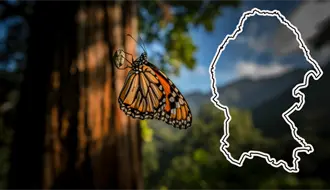 Correo Real Saltillo busca reunir un millón de pesos para proteger a la mariposa monarca; así puedes ayudar