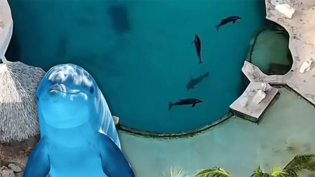 Delfines abandonados en parque acu&aacute;tico de Canc&uacute;n: &iquest;qu&eacute; pas&oacute; con ellos tras el cierre de Ventura Park?
