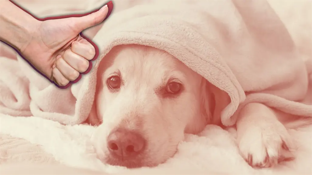 Navidad 2025 en Nuevo León: así protegerás a tus mascotas del frío y la pirotecnia