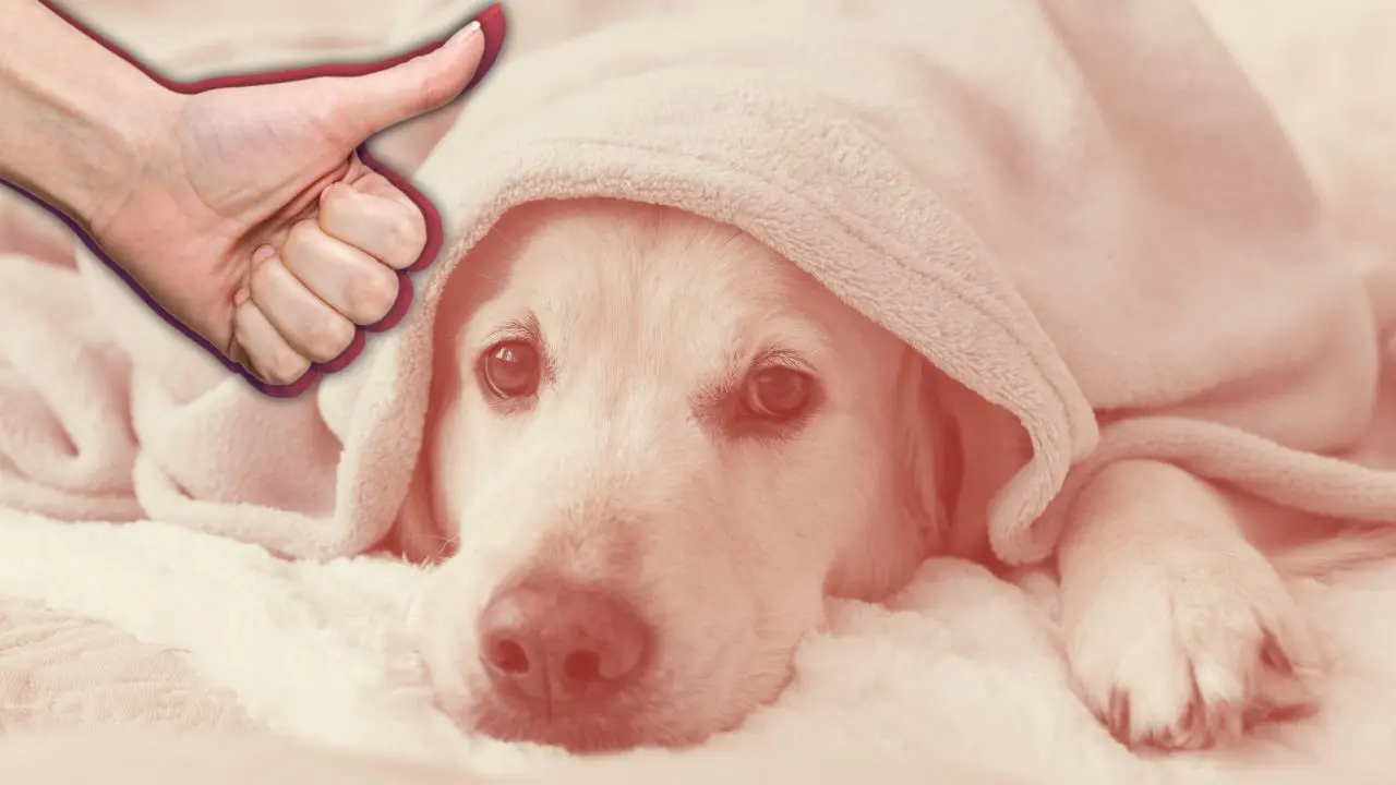 Colocar una placa o microchip puede ayudar a encontrar a tu mascota si se asusta y se pierde Foto: Canva