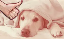 Navidad 2025 en Nuevo León: así protegerás a tus mascotas del frío y la pirotecnia Navidad 2025 en Nuevo León: así protegerás a tus mascotas del frío y la pirotecnia