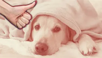 Navidad 2025 en Nuevo León: así protegerás a tus mascotas del frío y la pirotecnia