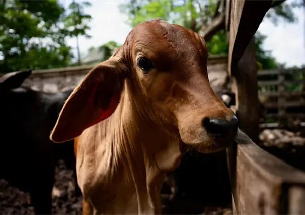Presentan Plan Piloto para la Supresi&oacute;n del Gusano Barrenador en Yucat&aacute;n
