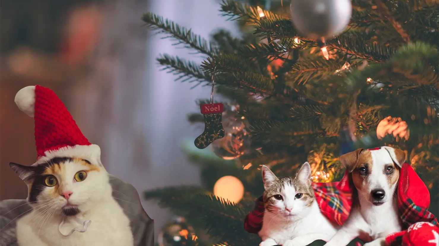 Llaman a no comprar mascotas en Navidad. (Canva)