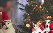 Navidad 2025 en Saltillo: Fundación exhorta a evitar la compra de mascotas y promover la adopción