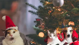 Navidad 2025 en Saltillo: Fundación exhorta a evitar la compra de mascotas y promover la adopción