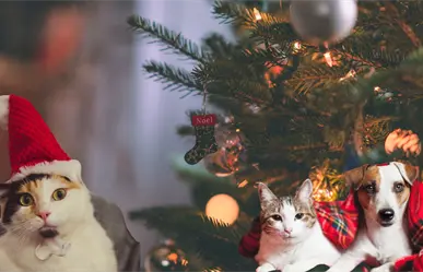 Navidad 2025 en Saltillo: Fundación exhorta a evitar la compra de mascotas y promover la adopción