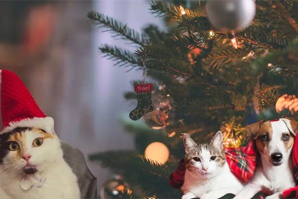 Navidad 2025 en Saltillo: Fundación exhorta a evitar la compra de mascotas y promover la adopción Navidad 2025 en Saltillo: Fundación exhorta a evitar la compra de mascotas y promover la adopción